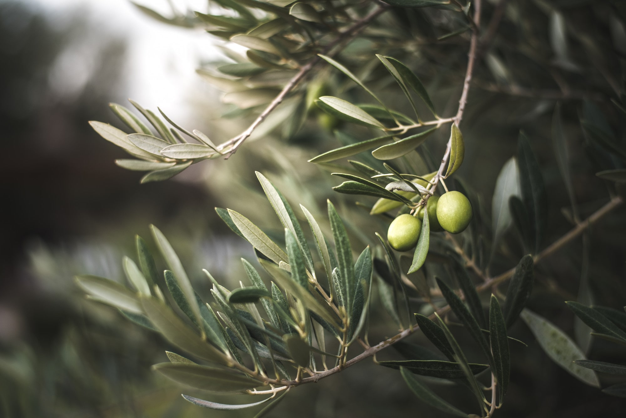 Pianta delle olive da olio